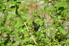 Graphium agamemnon