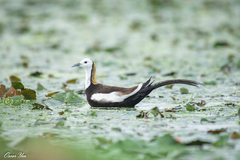 Hydrophasianus chirurgus