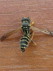 Polistes chinensis