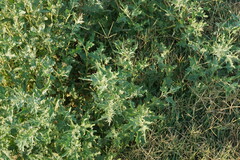 Atriplex tatarica