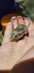 Perognathus
