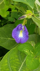 Clitoria ternatea
