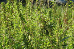 Luscinia svecica