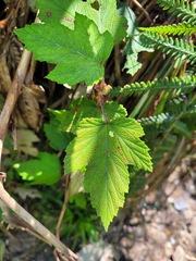 Rubus formosensis