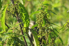 Luscinia svecica