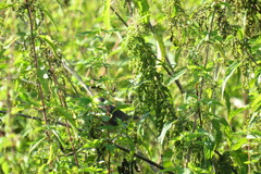 Luscinia svecica