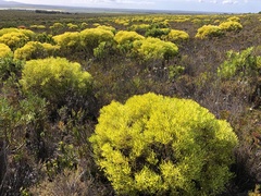 Leucadendron platyspermum