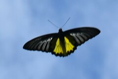 Troides minos