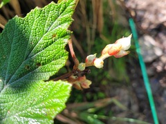Rubus formosensis