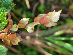Rubus formosensis