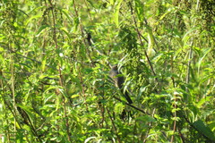 Luscinia svecica