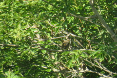 Luscinia svecica