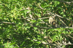 Luscinia svecica