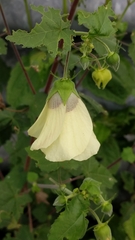 Hibiscus calyphyllus