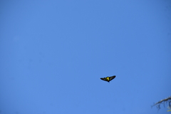 Troides minos