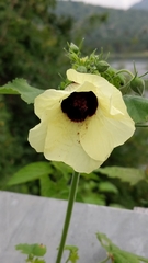 Hibiscus calyphyllus