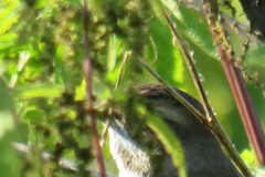 Luscinia svecica