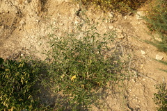 Atriplex aucheri