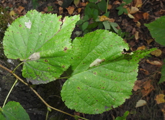 Phyllonorycter issikii