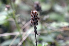 Prunella vulgaris