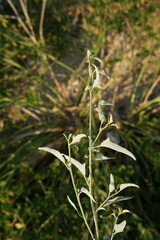 Atriplex aucheri