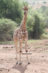 Giraffa camelopardalis giraffa