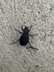 Carabus coriaceus