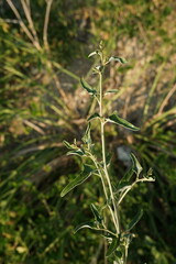 Atriplex aucheri