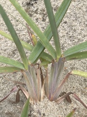 Schizachyrium littorale