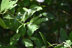 Cinnamomum