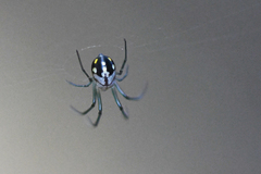 Leucauge