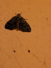 Austrocidaria callichlora