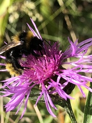 Bombus campestris