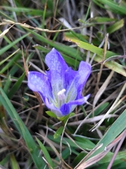 Gentiana pneumonanthe