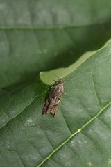 Ancylis unguicella