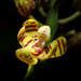 Acampe praemorsa longepedunculata - Photo (c) H.T.Cheng,  זכויות יוצרים חלקיות (CC BY-NC), הועלה על ידי H.T.Cheng