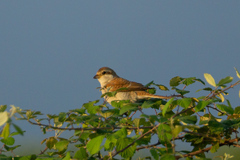 Lanius collurio