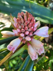 Alpinia shimadae