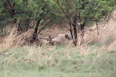 Panthera leo melanochaita