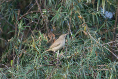 Iduna pallida