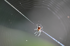 Leucauge