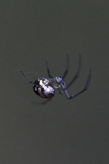 Leucauge