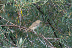 Iduna pallida