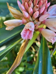 Alpinia shimadae