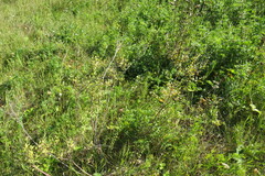 Spiraea hypericifolia