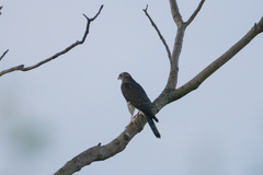 Accipiter brevipes
