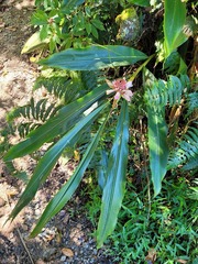 Alpinia shimadae