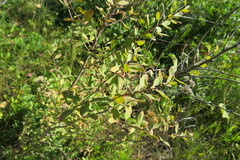 Spiraea hypericifolia