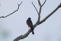 Accipiter brevipes