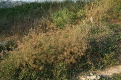 Falcaria vulgaris